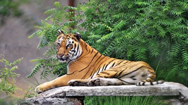 WII to house India’s first tiger repository