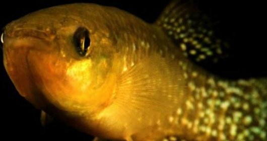 Researchers discover mutated Atlantic killifish resistant to toxic waste 8,000 times