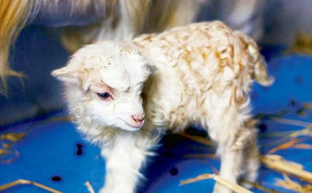 World’s first Goat with superfine wool cloned in China