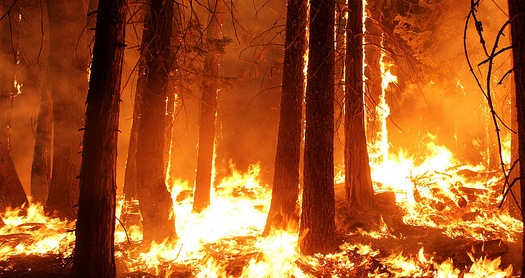 Parliamentary committee report highlights alarming rise in forest fires