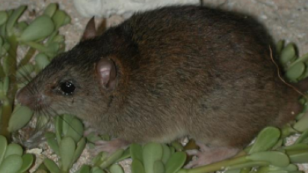 Australian Great Barrier Reef rodent: first mammal species wiped out by human-induced climate change