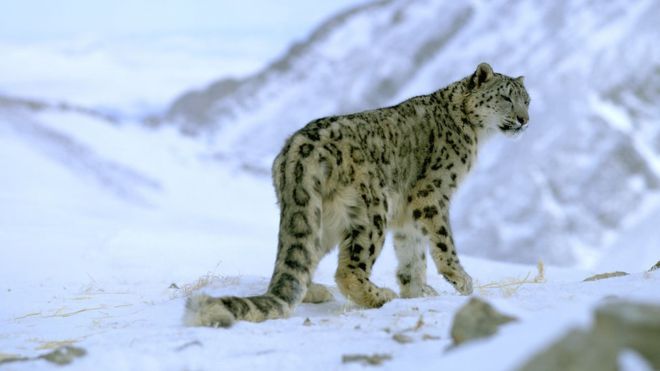 Darjeeling zoo gets a male snow leopard for breeding conservation programme