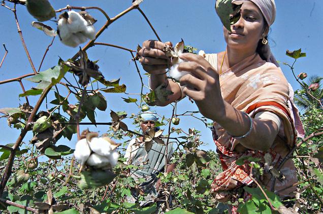 Union Government fixes Maximum Sale Price of Bt Cotton Seed