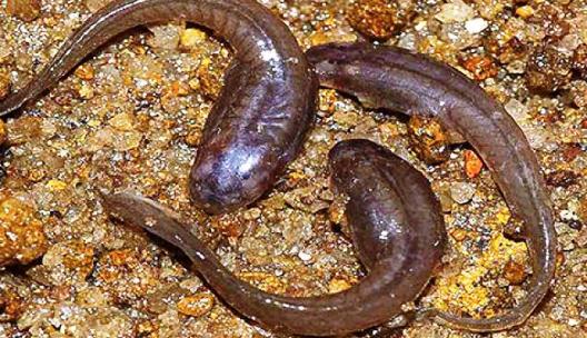 Sand-eating Micrixalidae tadpoles species found in Western Ghats