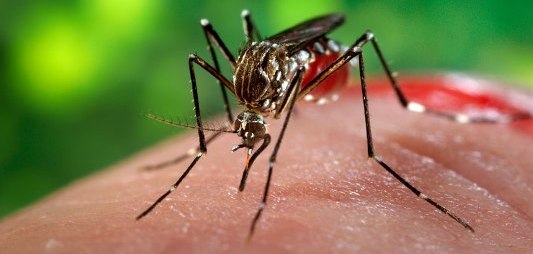 UN launches Multi-Partner Trust Fund for Zika virus response