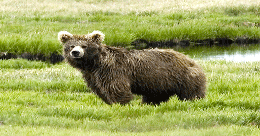 Himalayan Brown Bears sighted for first time in Kargil after 1999 War