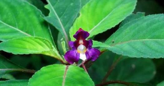 Tamil Nadu tops list of endemic flowering plants: BSI