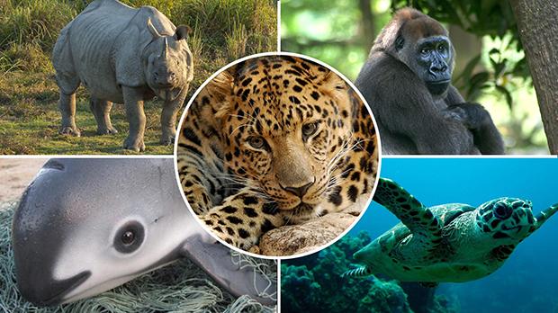 Two-thirds of wild animals may go extinct by 2020