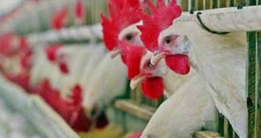 India declares itself free from Avian Influenza