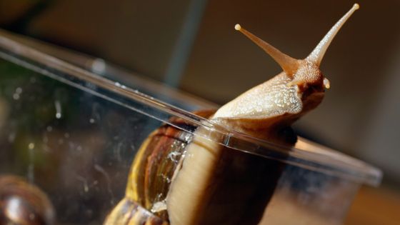 Invasive Giant African Land Snail sighted at Goa University