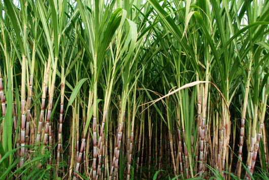 Researchers produce carbon from sugarcane waste for use in batteries
