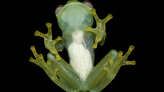 See Through Frog discovered