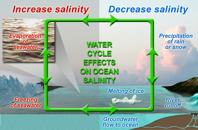What is Salinity and its effects on Ocean Water?