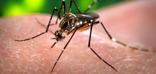 World’s first public dengue vaccination programme launched in Philippines