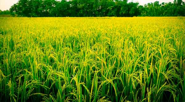 West Bengal wins All India Coordinated Rice Improvement Project Award 2015