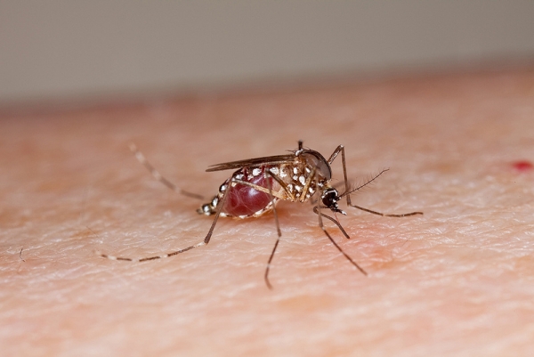 Union Government issues guidelines in wake of Zika Virus outbreak