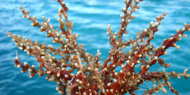 Invasive species of snowflake coral discovered off coast of Thiruvananthapuram