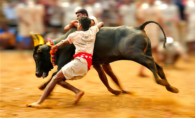 Centre revokes ban on Jallikattu