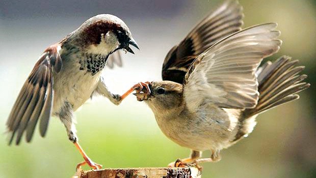 March 20: World Sparrow Day