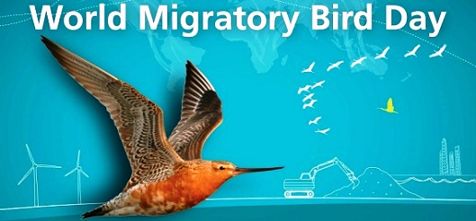 10 May: World Migratory Bird Day