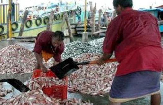 Indian scientists recycle fish scales into green energy