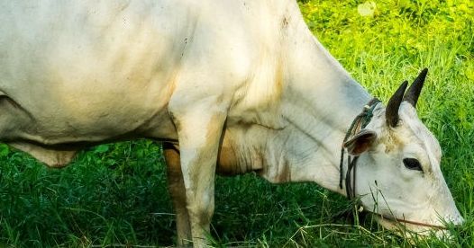 Gujarat Assembly passes Gujarat Animal Preservation (Amendment) Bill, 2017