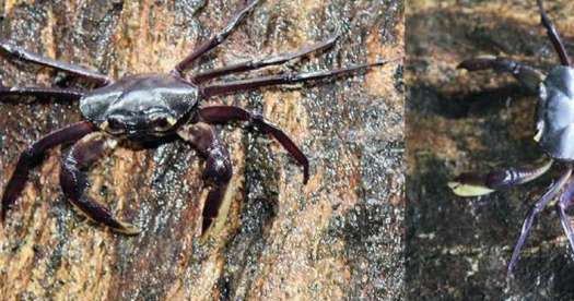Tree-dwelling crab species Kani maranjadu found in Kerala
