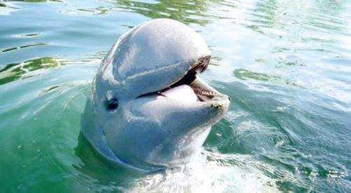 181 Irrawaddy dolphins counted in Odisha census