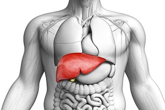 Scientists discover mesentery, a new human organ in digestive system