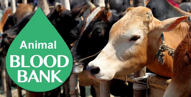 Odisha to become First State in the Country to Open a Blood Bank for Cattle