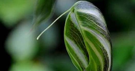 Cobra Lily rediscovered