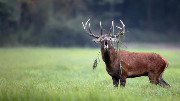 About Kashmiri Red Stag