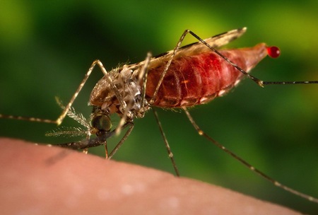 Scientists genetically modify Anopheles gambiae mosquito species to fight malaria