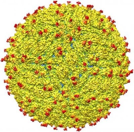 Researchers reveal first 3D map of Zika virus structure
