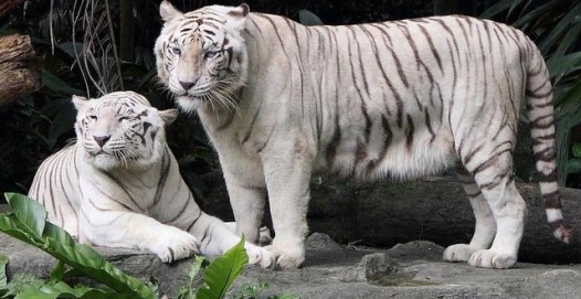 World’s first White Tiger Safari opens in Madhya Pradesh World’s first White Tiger Safari opens in Madhya Pradesh