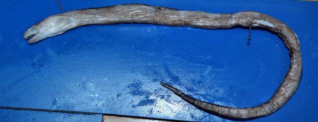 Gymnothorax indicus, new species of eel found in Bay of Bengal