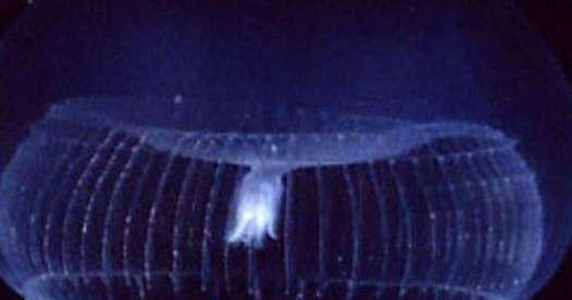 Scientists for first time develop laser from fluorescent jellyfish proteins