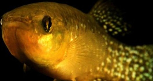 Researchers discover mutated Atlantic killifish resistant to toxic waste 8,000 times Researchers discover mutated Atlantic killifish resistant to toxic waste 8,000 times