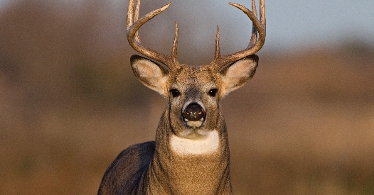 Kerala to seek Union government’s approval for using deer antlers in Ayurveda medicines Kerala to seek Union government’s approval for using deer antlers in Ayurveda medicines