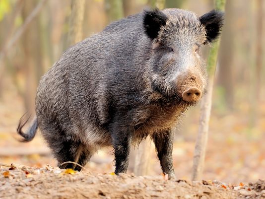MoEFCC declares Wild pig as vermin for year in Uttarakhand