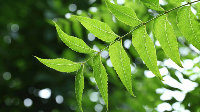 Neem extract may help treat Pancreatic Cancer: Study Neem extract may help treat Pancreatic Cancer: Study