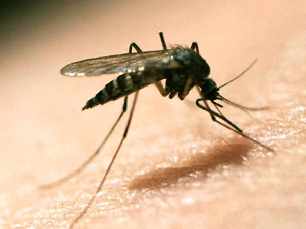 WHO issues $56 million plan to combat Zika virus