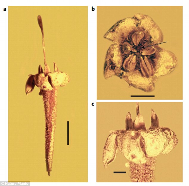 Thirty-million-year-old fossil flowers found