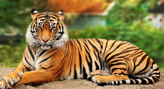 India to host 3rd Asia Ministerial Conference on Tiger Conservation