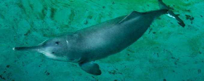 Gangetic River dolphin declared city animal of Guwahati