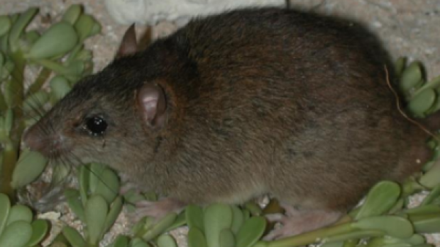 Australian Great Barrier Reef rodent: first mammal species wiped out by human-induced climate change Australian Great Barrier Reef rodent: first mammal species wiped out by human-induced climate change