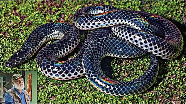 New snake species named Melanophidium Khairei discovered in Western Ghats