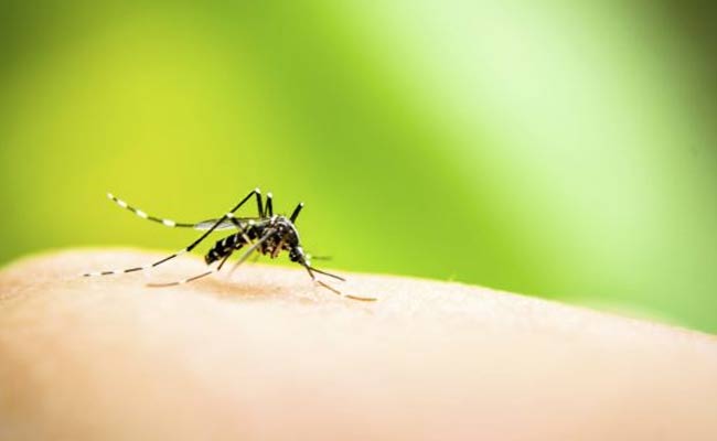Indian scientists develop Herbal Medicine for Dengue