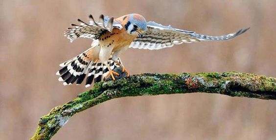 India inks Raptor MoU to save birds of prey India inks Raptor MoU to save birds of prey