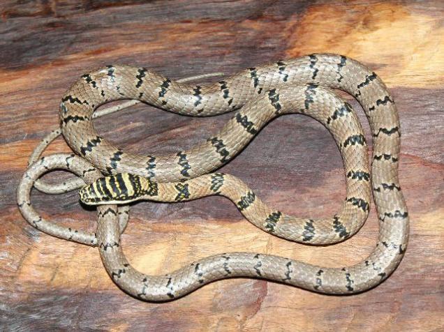 Flying snake spotted in Tamil Nadu Flying snake spotted in Tamil Nadu